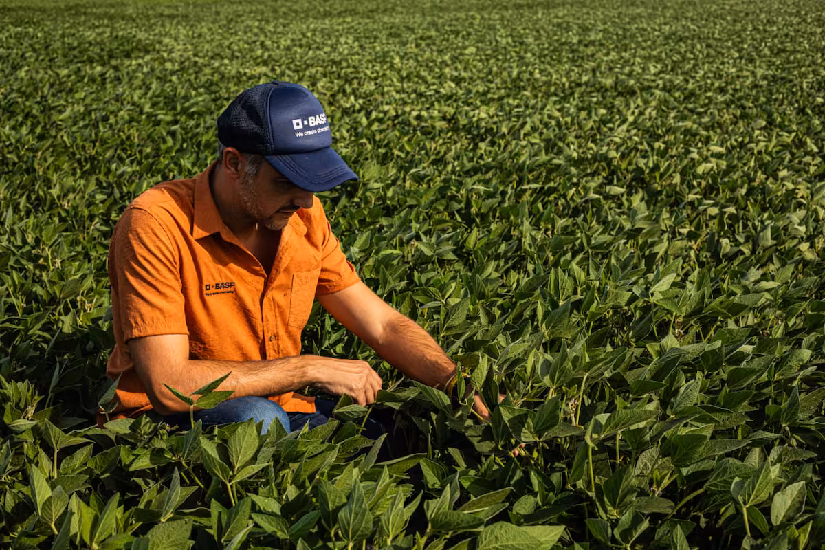 BASF evalúa invertir más en el negocio de semillas de soja en el país y espera la definición de “un factor clave”