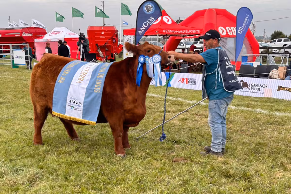 “Una vaca excepcional”: Angus mostró su poderío genético con una gran campeona