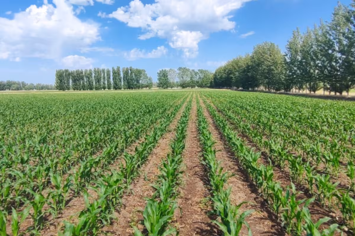 Impacto global. Impulsarán con IA un supercultivo resistente a condiciones climáticas extremas: “Revolucionar la agricultura”