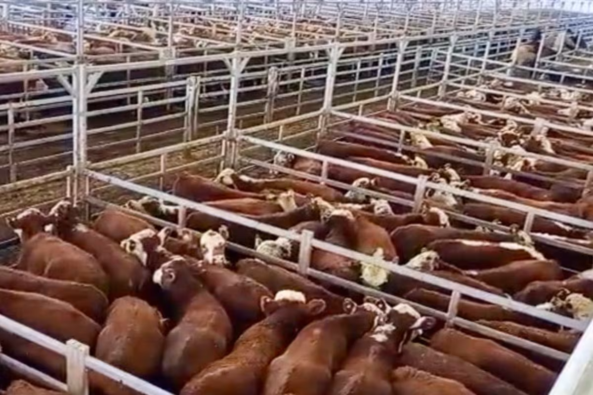 Vacunos: comenzó la semana con alzas en el Mercado Agroganadero de Cañuelas