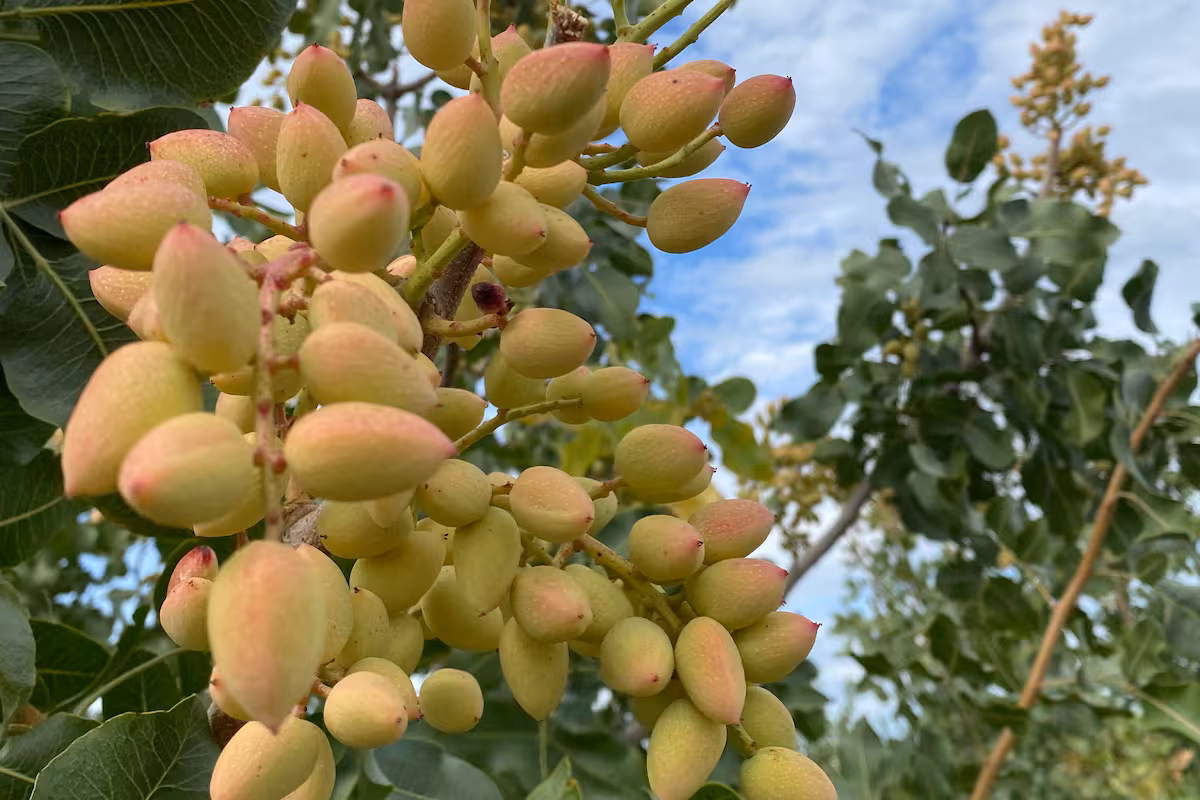 Boom del pistacho: ya hay 10.000 hectáreas y prevén un fuerte salto de la producción