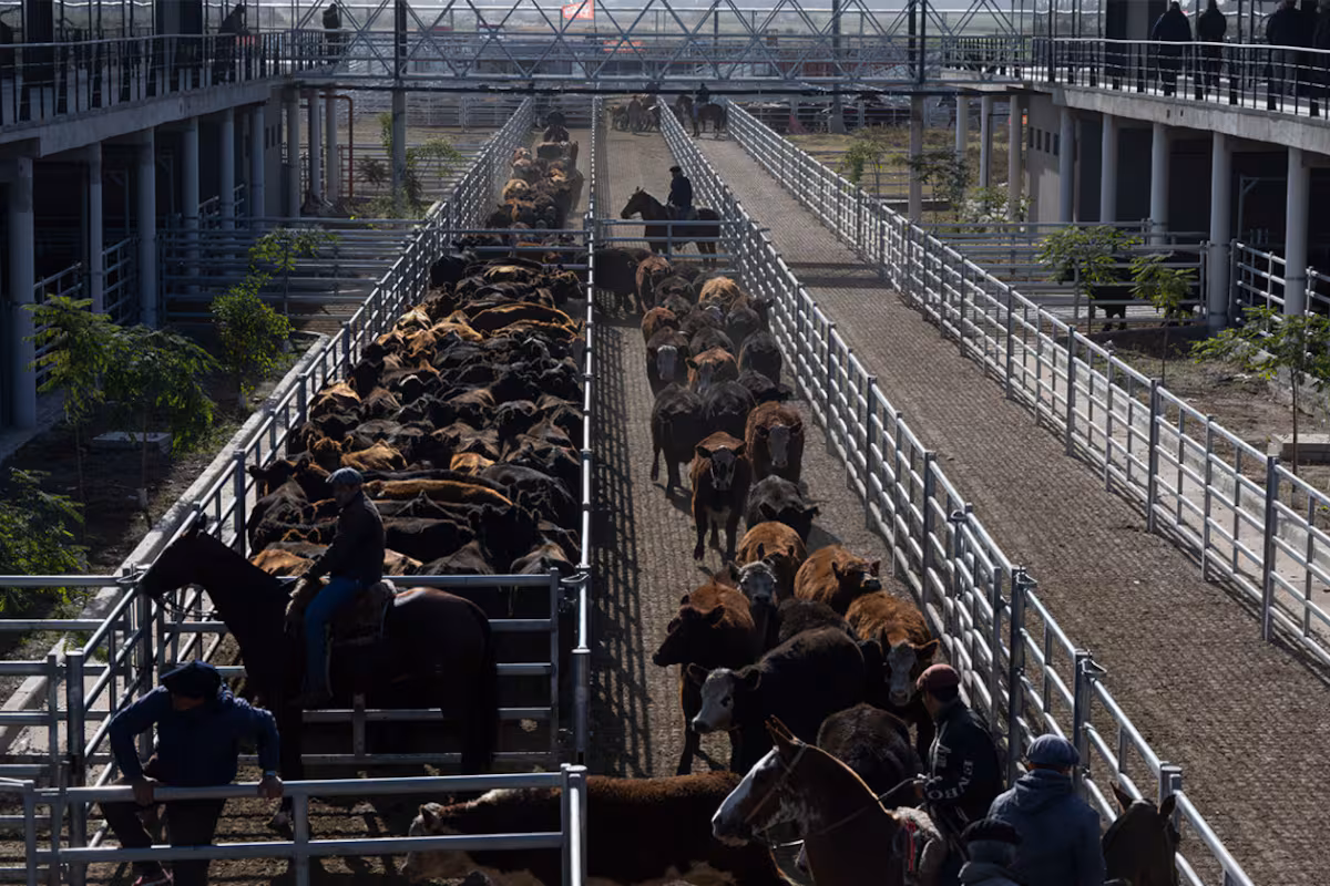 Demanda tranquila y precios con bajas en el Mercado Agroganadero de Cañuelas