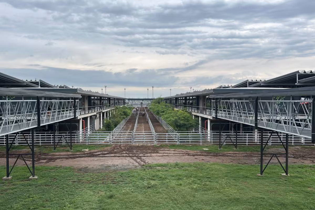 Vacunos: cierre de semana con altibajos en el Mercado Agroganadero de Cañuelas