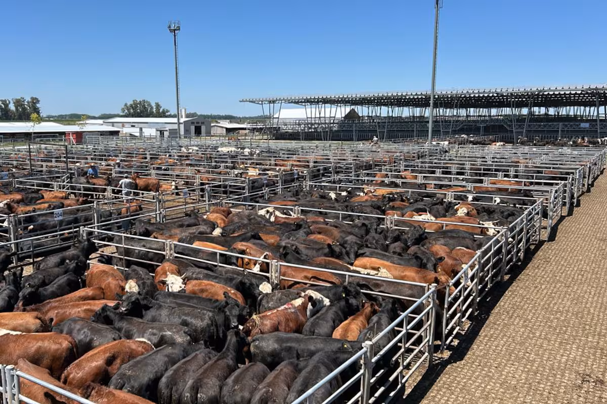 Vacunos: comienzo de semana con altibajos en el Mercado Agroganadero de Cañuelas