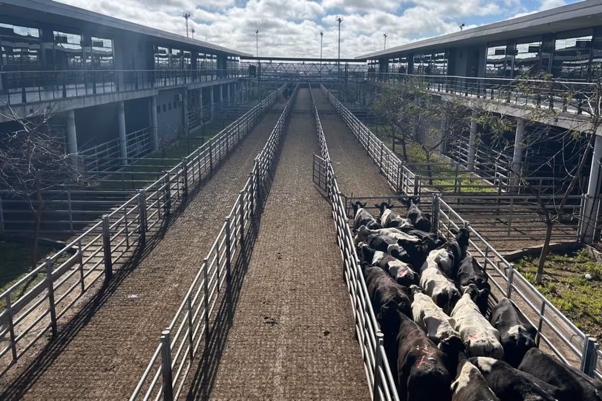 Vacunos: cierre de semana con leves bajas en el Mercado Agroganadero de Cañuelas