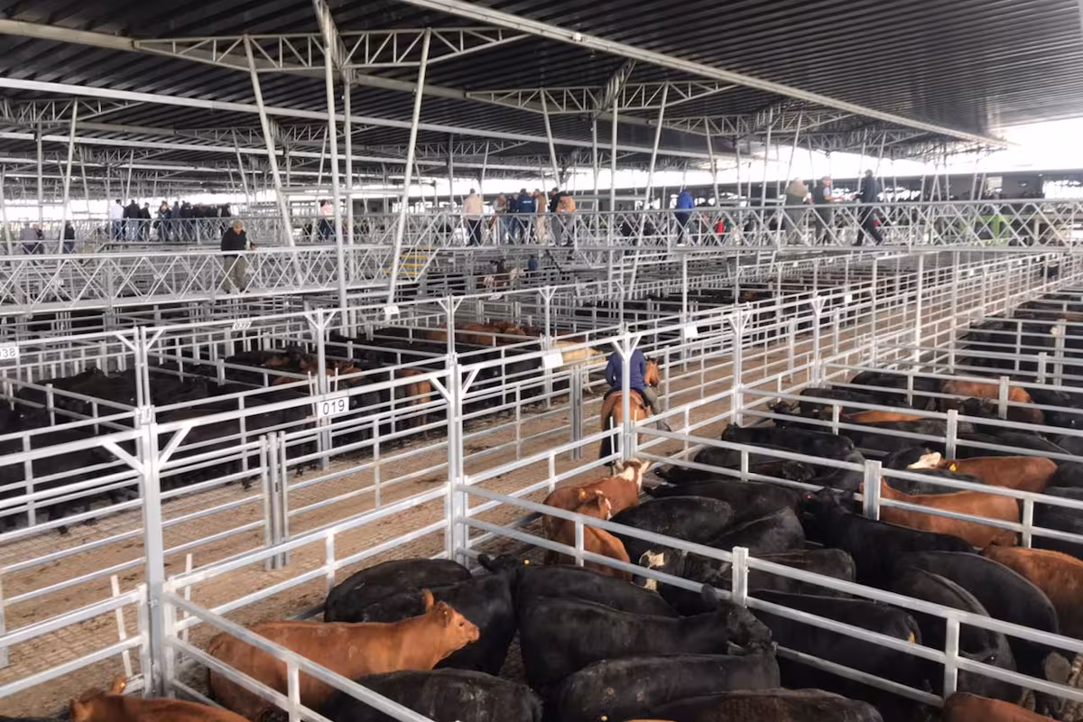Vacunos: demanda selectiva y precios en baja en el Mercado Agroganadero de Cañuelas
