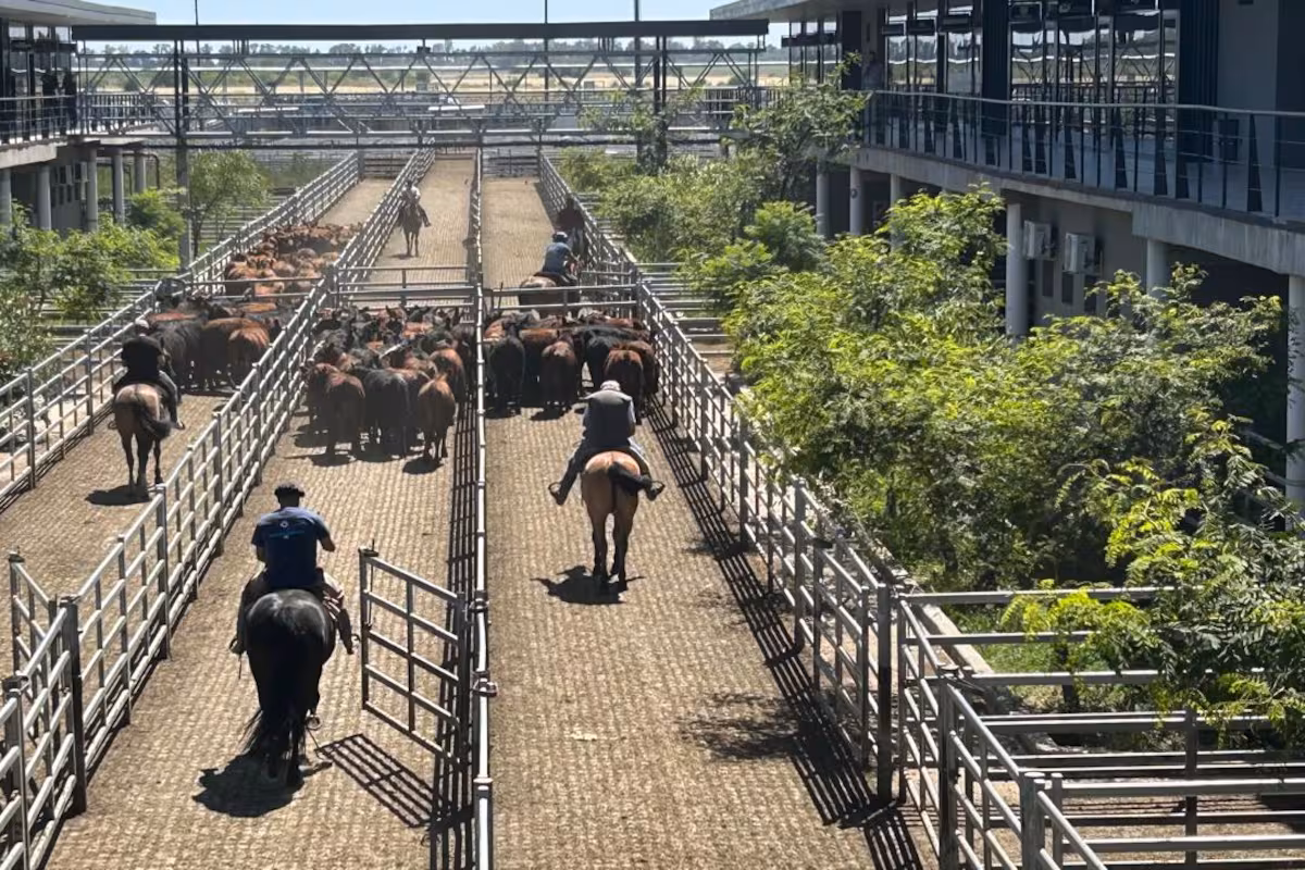 Vacunos: comenzó la semana con subas en el Mercado Agroganadero de Cañuelas