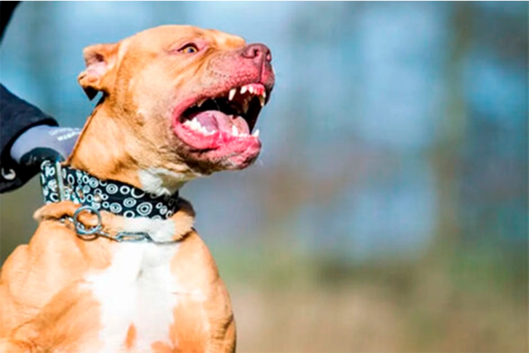 Murió otro nene de dos años tras ser atacado por un pitbull en Córdoba