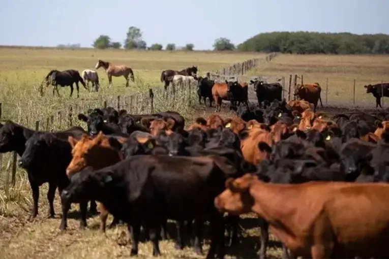 Robaron nueve novillos de 500 kilos en Gualeguaychú: la pérdida supera los $20 millones