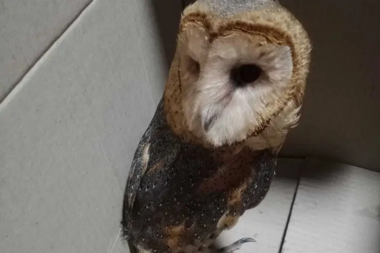 Recuperaron animales robados y rescataron aves silvestres en sendos procedimientos