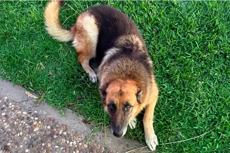 Cinco rottweilers ingresaron a un campo y mataron a una ovejera: “Actuaron en manada”, dijo la mujer que denunció