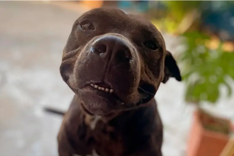 Mataron a un perro e hirieron gravemente a otro en un presunto intento de robo