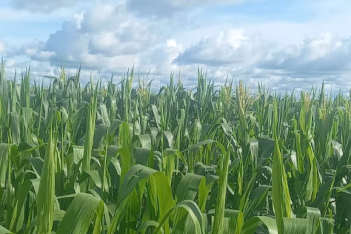 La Argentina podrá ser el segundo exportador mundial de maiz, desplazando por primera vez a Brasil