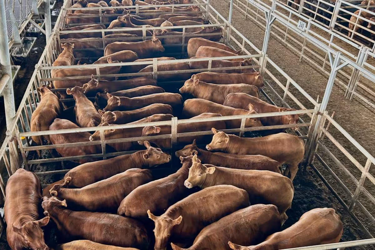 Vacunos: menor oferta y precios con altibajos en el Mercado Agroganadero de Cañuelas