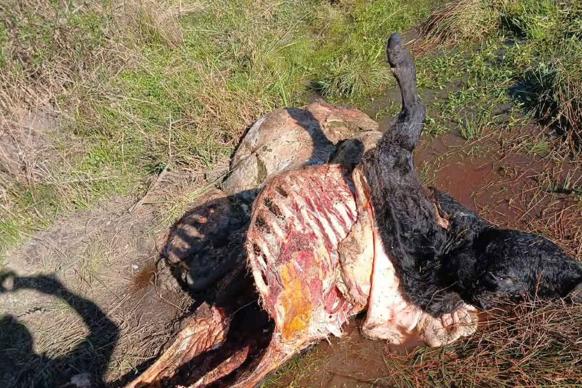 “¿Qué seguridad tengo?”: en menos de un mes le mataron nueve animales y una región está en vilo por los ataques de una banda
