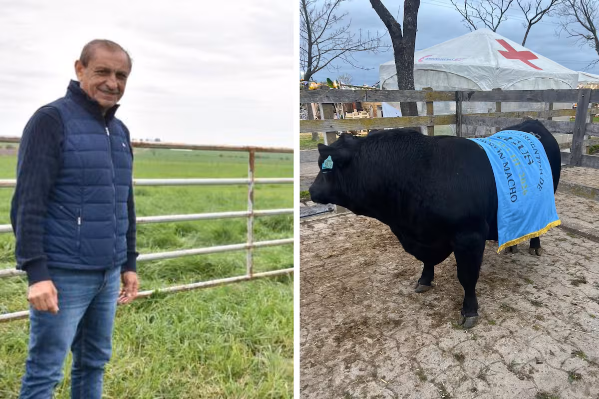 Ramón Díaz, dueño de Los Ramones, logró su primer Gran Campeón Macho Angus: “Es una coronación hermosa”