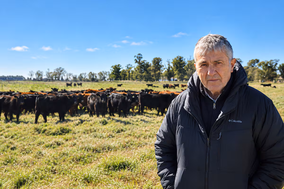 “Al criador le está yendo muy bien”: volaron los precios de los toros por el gran momento de la ganadería