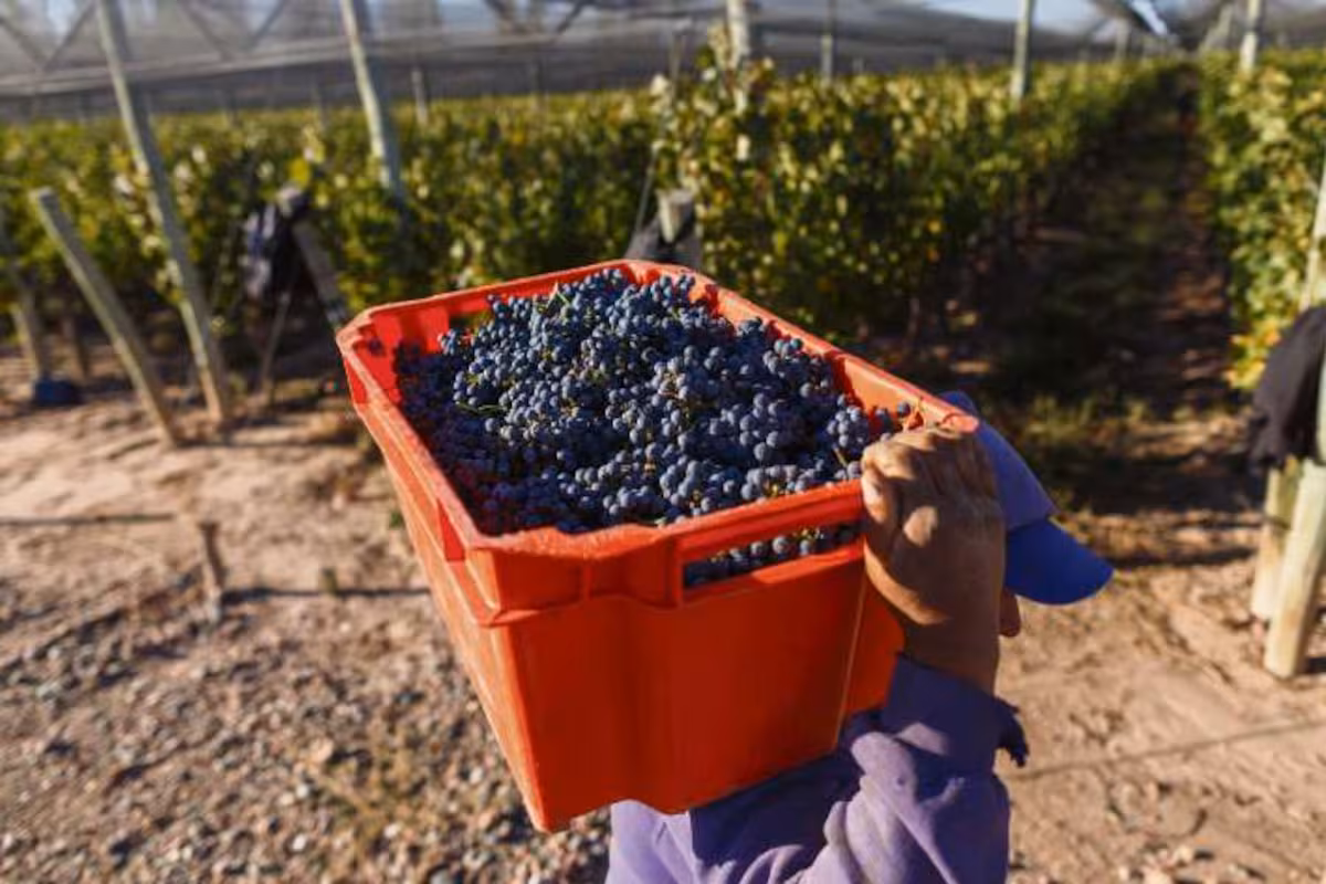 El trabajo rural temporario desata una controversia entre un gremio y una cámara empresaria
