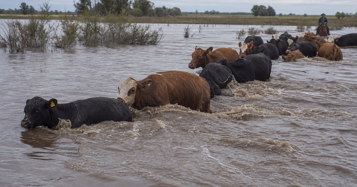 Vacas nadando y terneros en canoa: el efecto de “El Niño Godzilla” y su posible incidencia sobre el precio de la carne