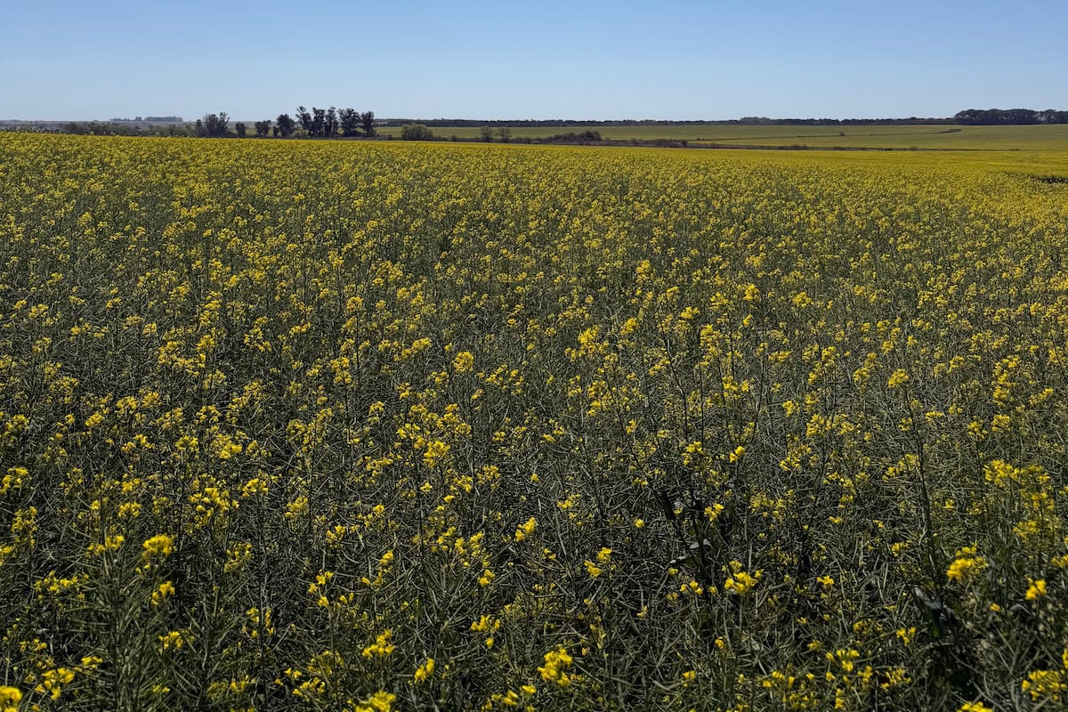 Hay 40.000 hectáreas: el “cultivo estratégico” conectado con el mundo que promete un boom como combustible