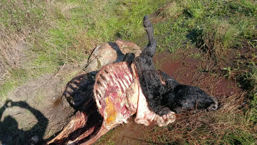 Condenaron a un joven por la faena clandestina de un ternero y deberá realizar tareas comunitarias