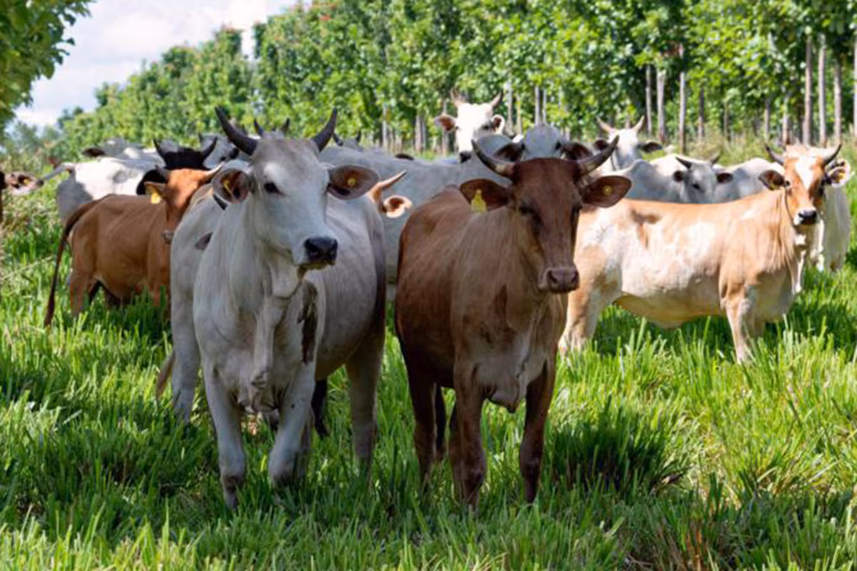 Financiamiento sostenible: qué hacen la Argentina, Brasil y Bolivia para impulsar la producción agropecuaria
