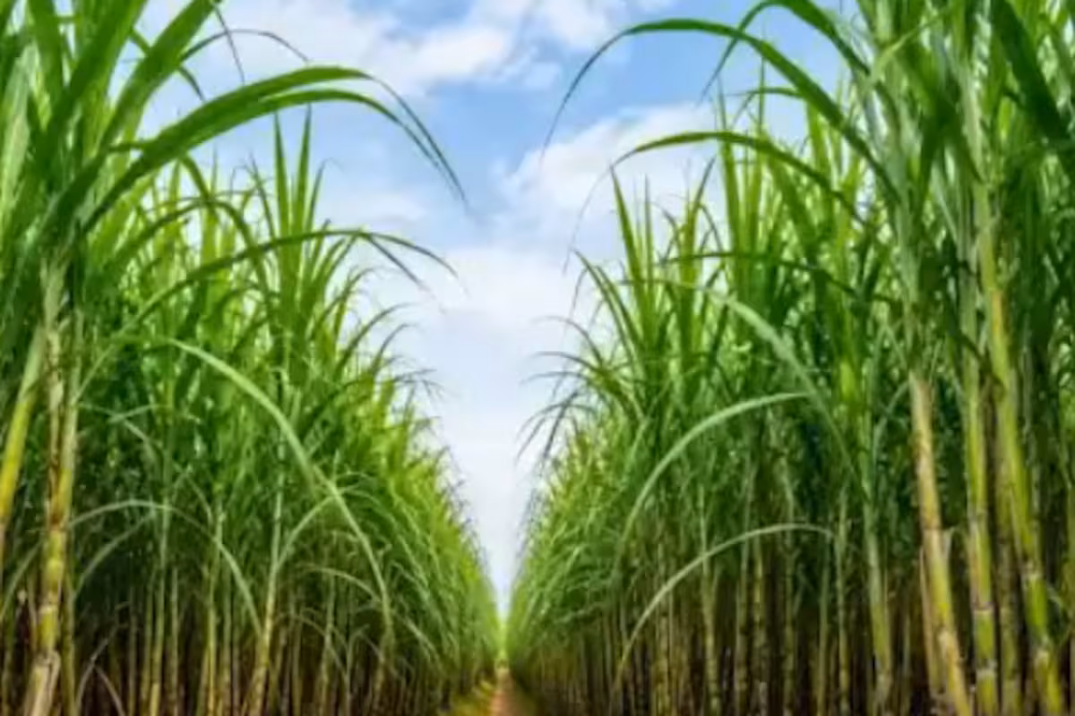 “Cambia la lógica”: una nueva tecnología busca transformar la plantación de caña de azúcar y reducir hasta un 90% la semilla utilizada