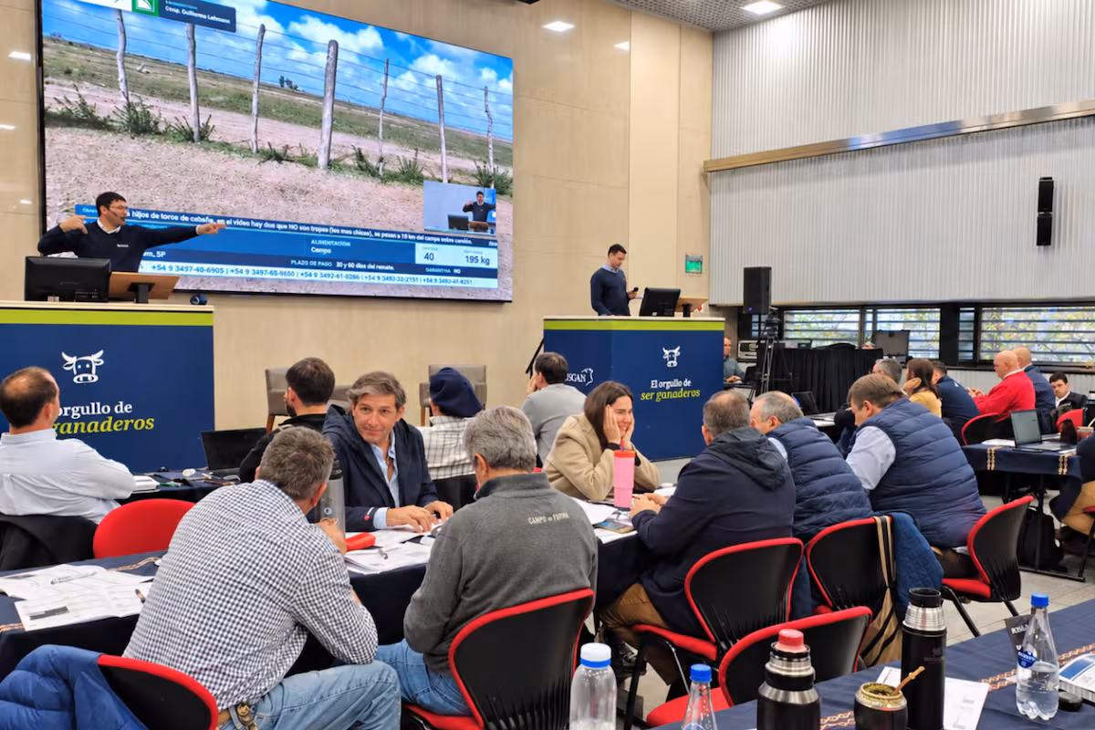 Rosgan, Banco Nación y Expoagro: rematarán 15.000 cabezas de ganado con una bonificación en la tasa de financiamiento