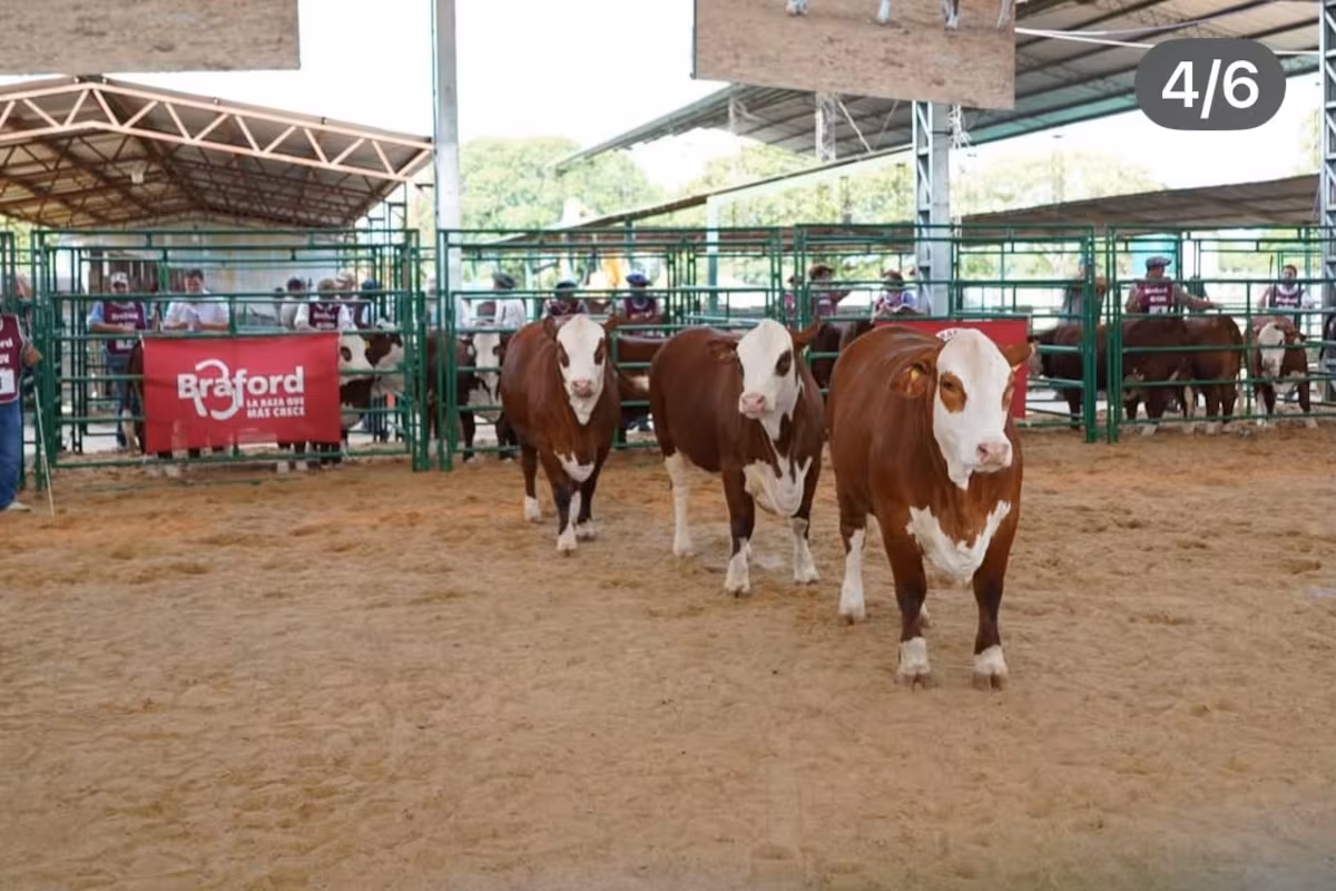 Braford firmó un convenio con ArgenINTA para acercar tecnología a los productores ganaderos