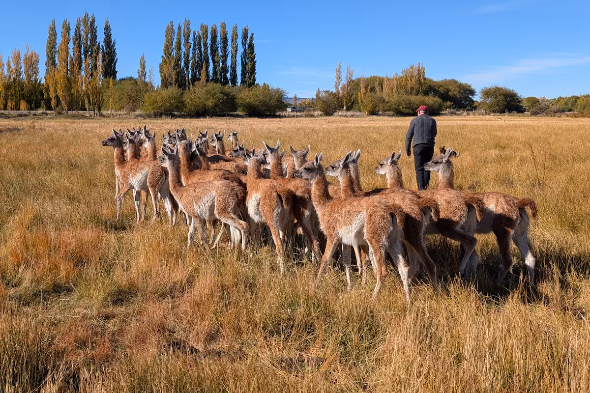 Eric Agustín y Mónica Reinsch amansan guanacos, los esquilan y exportan una de las fibras más valiosas del mundo: “Tiene que ser revolucionario”