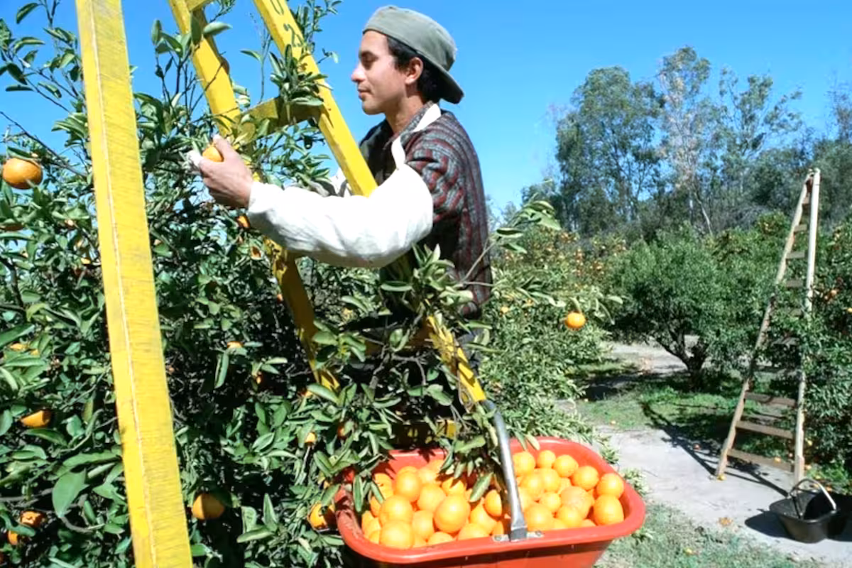 Por decreto: el Gobierno prorrogó por un año el régimen que permite compatibilizar planes sociales con el empleo rural temporario