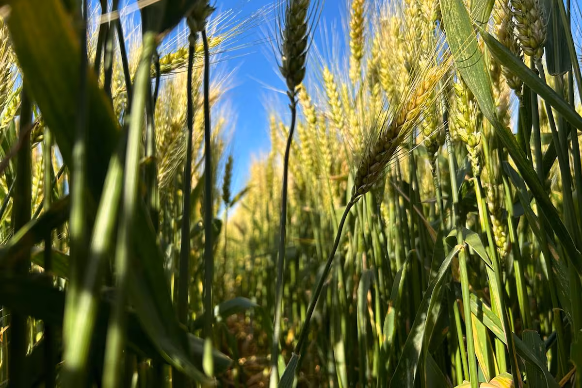 Fusariosis, la próxima amenaza para los trigos en un año con evento El Niño