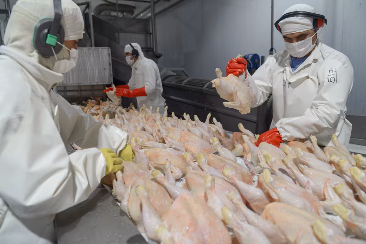 Riesgo sanitario: la Argentina suspendió importaciones de productos aviares de una zona de Brasil