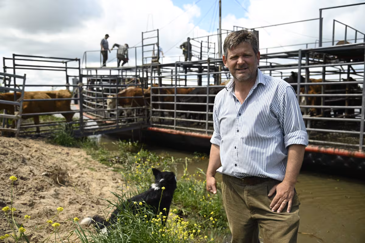 Ganarle al agua: así es el dramático operativo de los ganaderos de las islas entrerrianas donde nada puede fallar para salvar a las vacas
