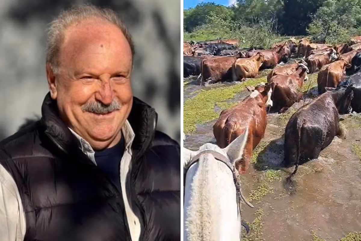 Juan Capozzolo, productor de Reconquista, evacúa vacas de las islas: “Si empieza a llover, va a ser muy dramático”