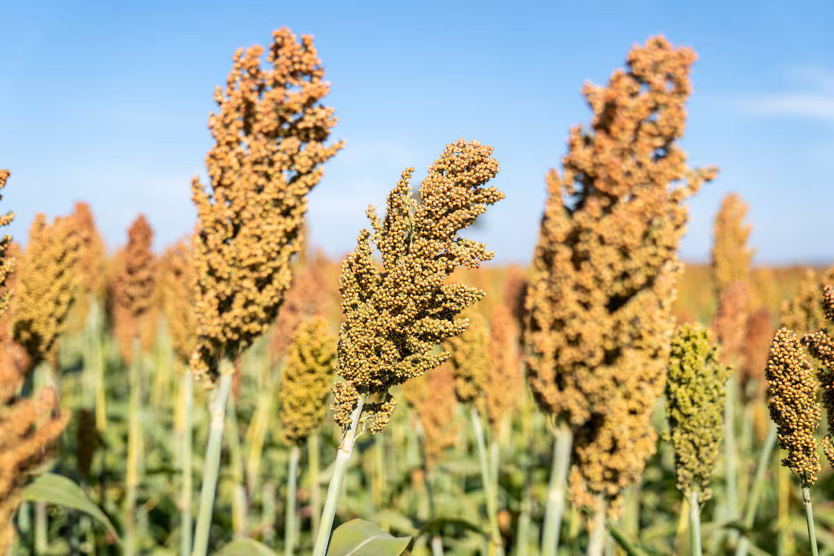 Boom a China: anticipan la exportación de 1,7 millones de toneladas de un cultivo argentino que caerá muy fuerte en dos potencias