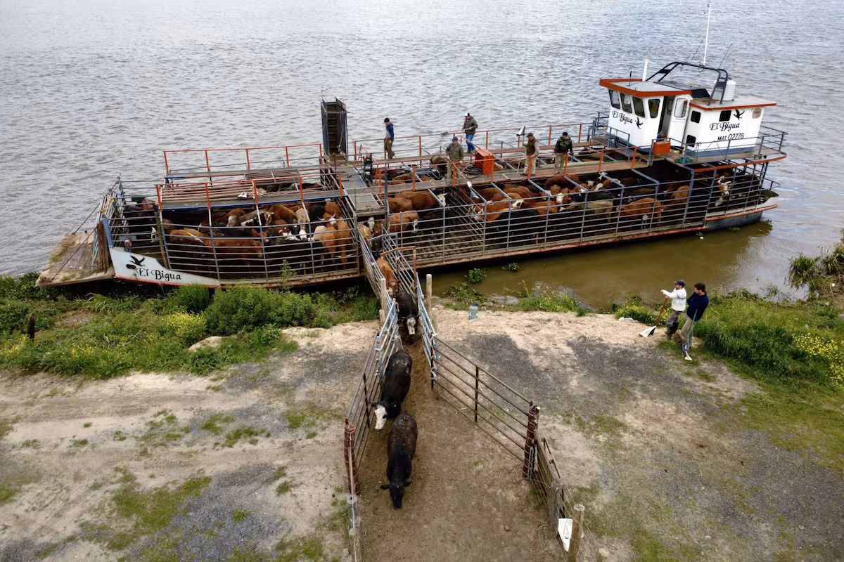 Emergencia en el Paraná: un estudio del INTA reveló el millonario gasto de los productores para retirar el ganado de las islas