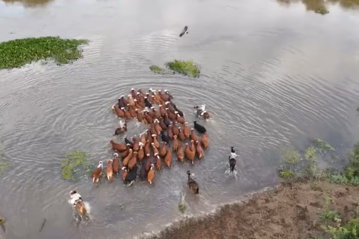 “Hay que salir con todo”. Barcazas, lanchas y una carrera contra reloj para salvar a los animales de la crecida de los ríos en el Litoral