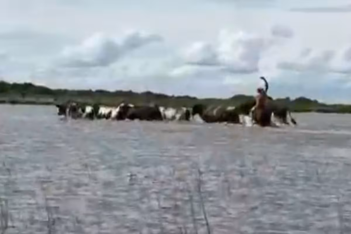 Aliados indispensables: los animales que conocen el camino y guían a miles de vacas para escapar de la inundación
