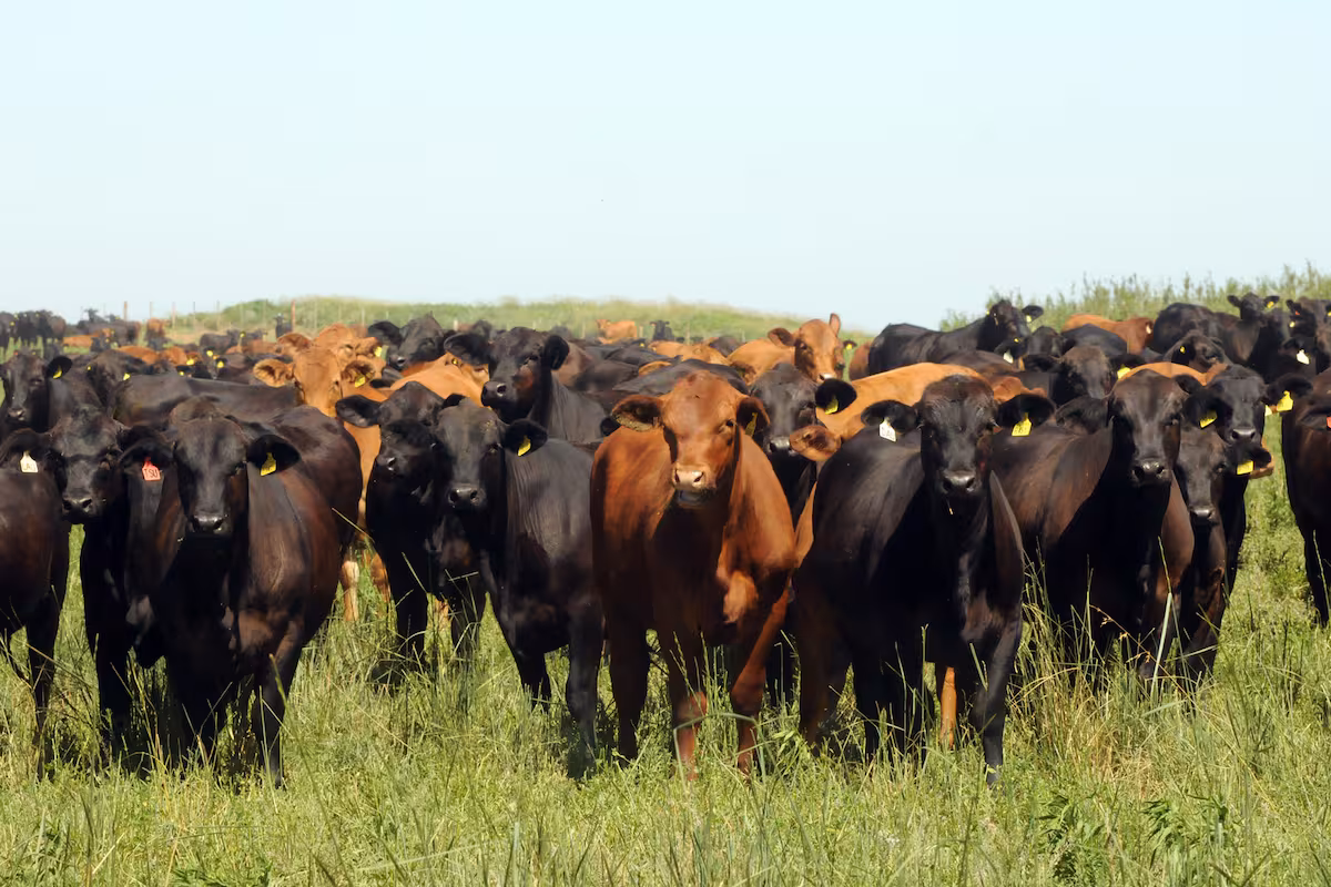Opinión. La paradoja de la carne: menos oferta no significa menos producción