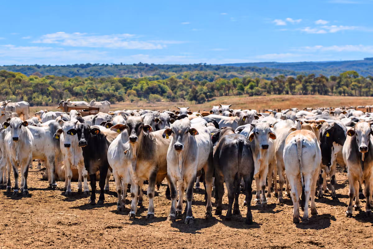 El Estado donde hay megaempresas con más de 230.000 vacas y sorprende al mundo