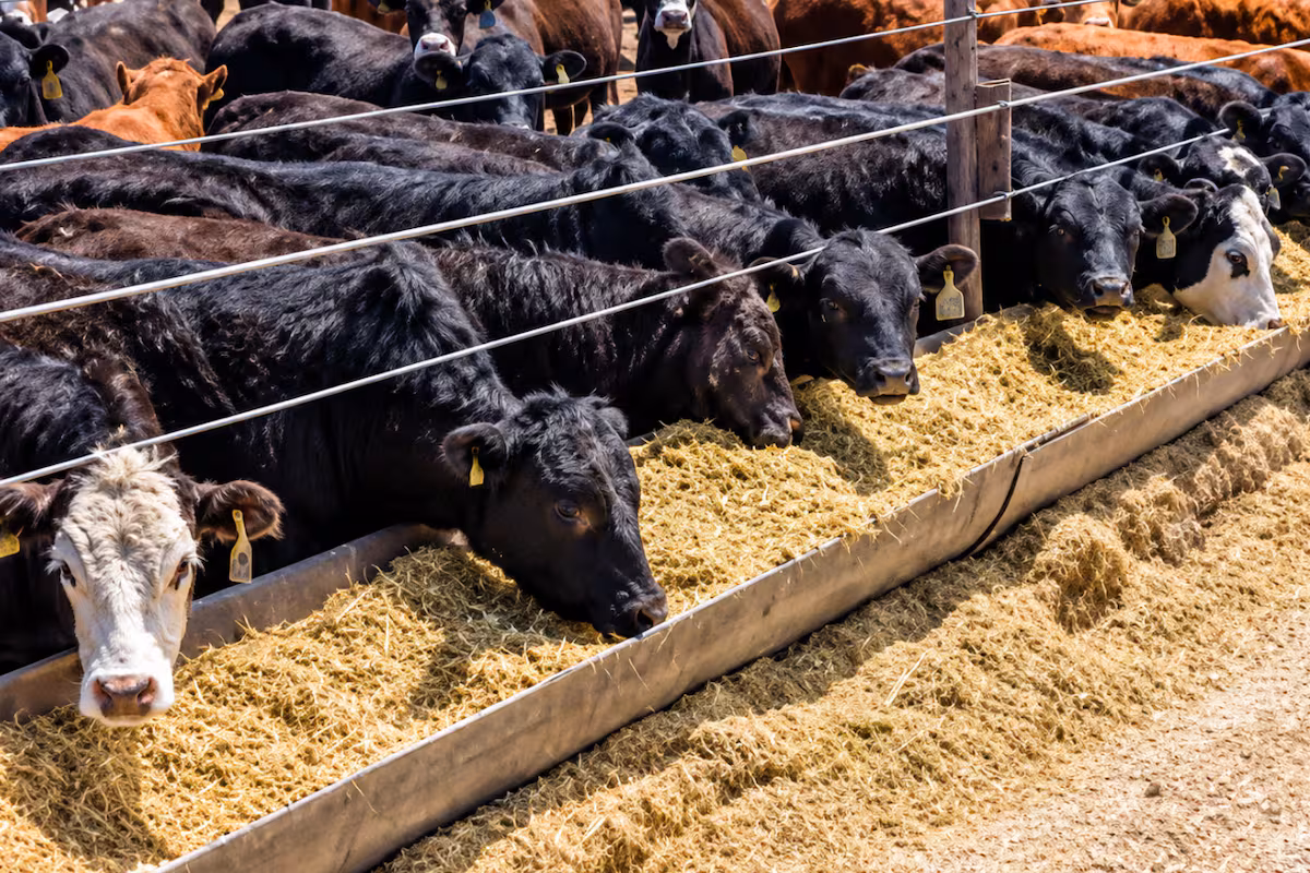 Un estudio detectó residuos de antimicrobianos en suelos de feedlots argentinos