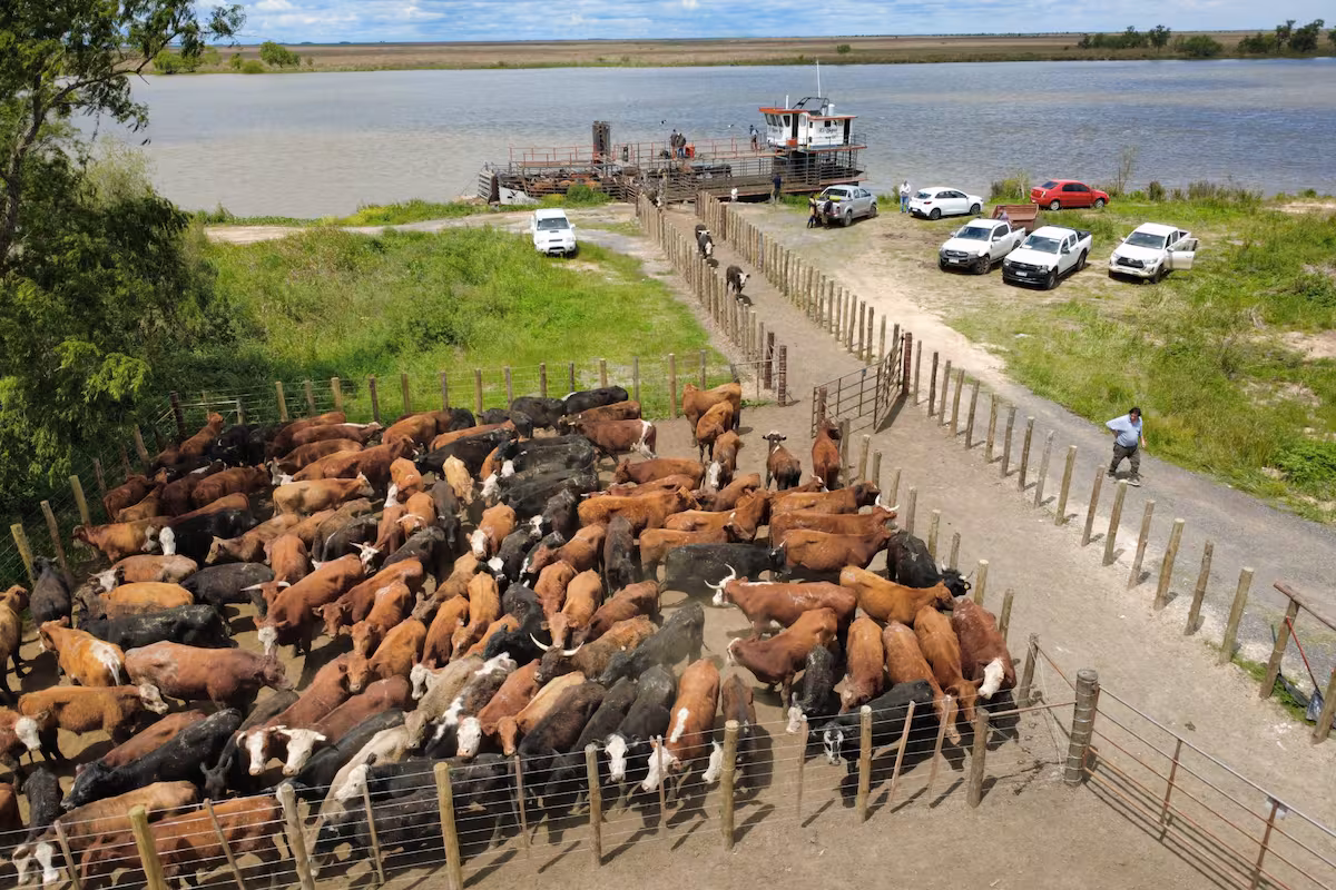 Hablan los expertos: miles de vacunos deben salir de las islas y anticipan qué puede pasar con los precios de la carne
