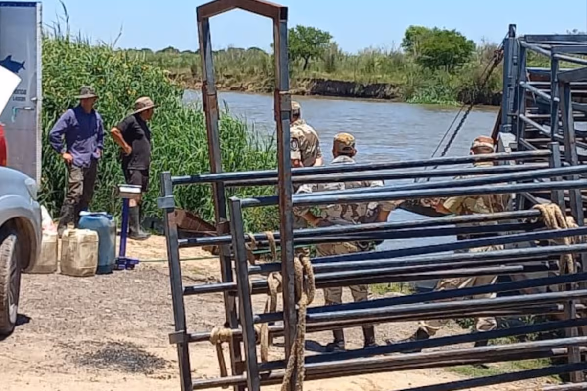 El lado B de la crecida del Paraná: refuerzan controles para evitar el robo de ganado que sale de las islas