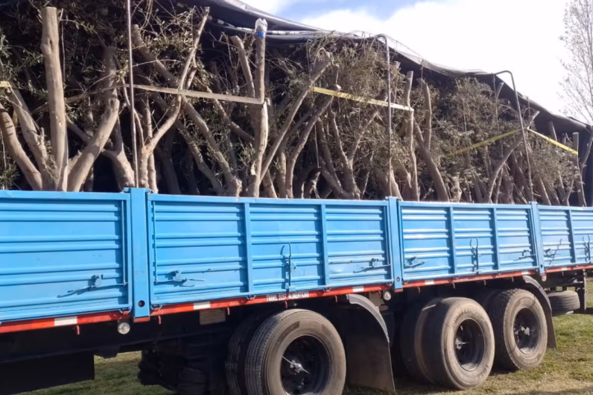 Prohibido: detectan un cargamento de 63 olivos sin documentación fitosanitaria