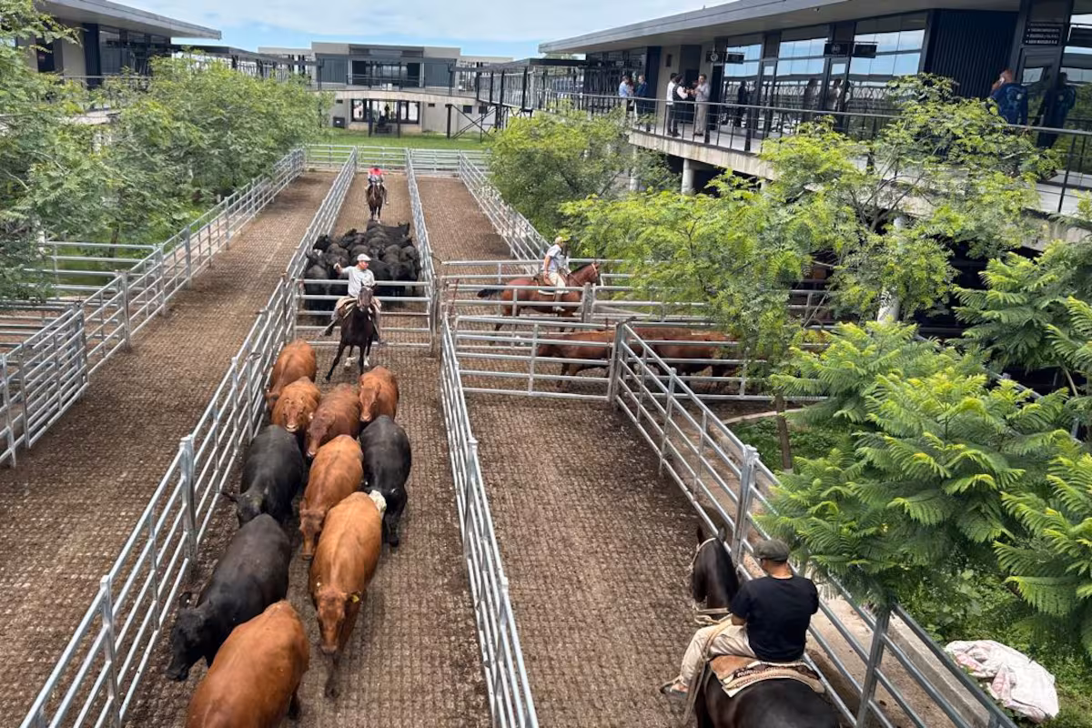 Vacunos: demanda tranquila y nuevas bajas en el Mercado Agroganadero de Cañuelas