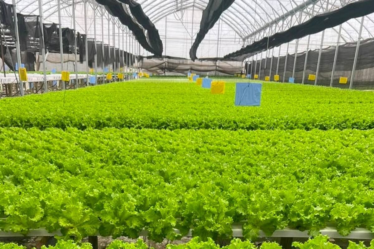 Ya produce en 18.650 metros cuadrados: una provincia vive una transformación histórica con cultivos sin tierra