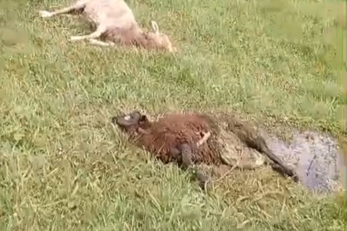 Los perros atacaron su campo y perdió casi todas sus ovejas