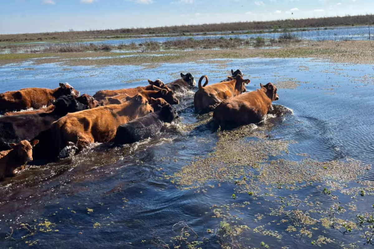 “La gente está desesperada”: por la crecida del Paraná, aceleran la evacuación de más de 30.000 vacas en las islas de Victoria