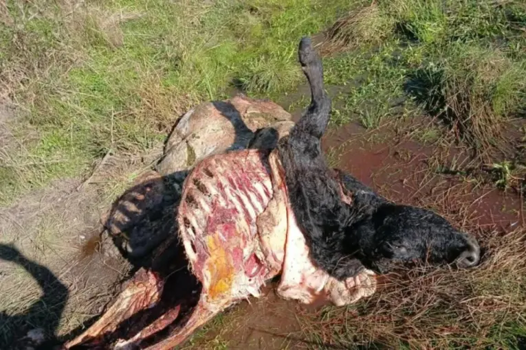 Faena clandestina en La Paz: condenaron a dos años de prisión condicional al joven acusado